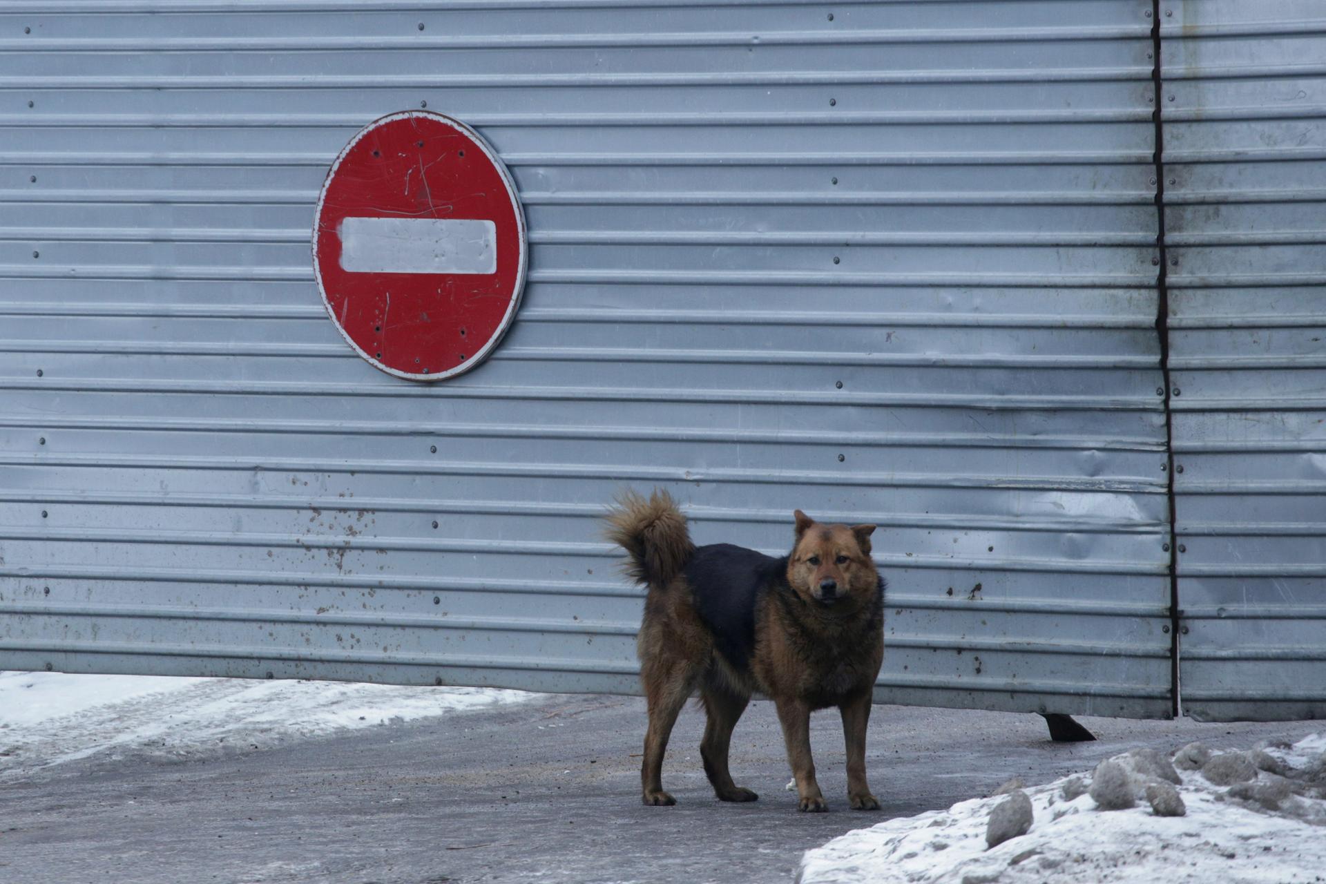 Мурманск нападение. Бездомные собаки город Усинск. Собаки Мурманска нападение. Покусали собаки Мурманск. Собака покусала женщину в Ухте.