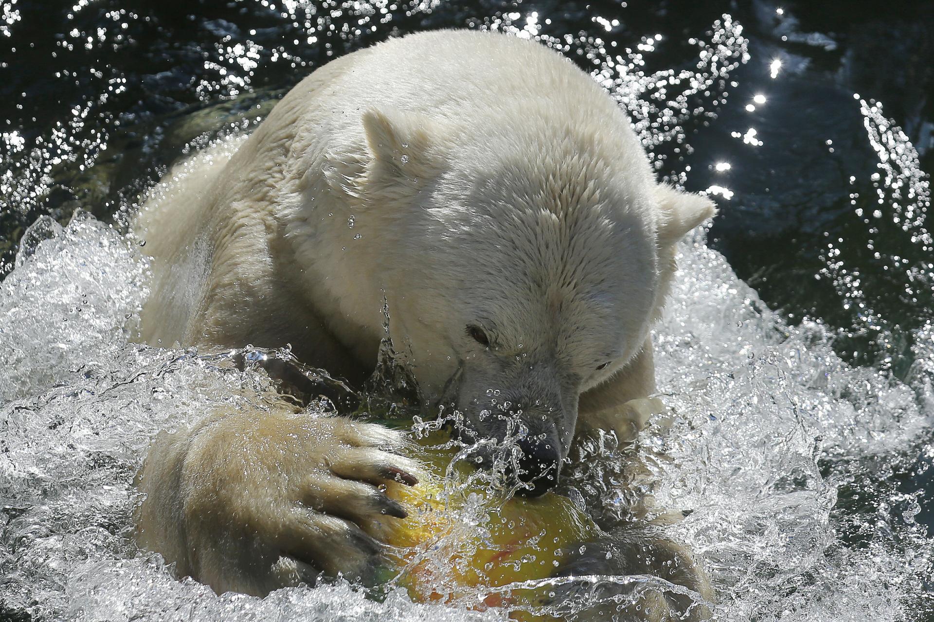 Поздравления с днем белым медведем. Услада Медведица. Белые медведи 2007.