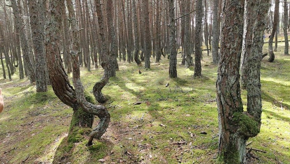 Почему закрыта лесная. Куршская коса Танцующий лес. Танцующий лес в Калининградской области. Танцующий лес на Куршской косе. Экотропа Танцующий лес Куршская коса.