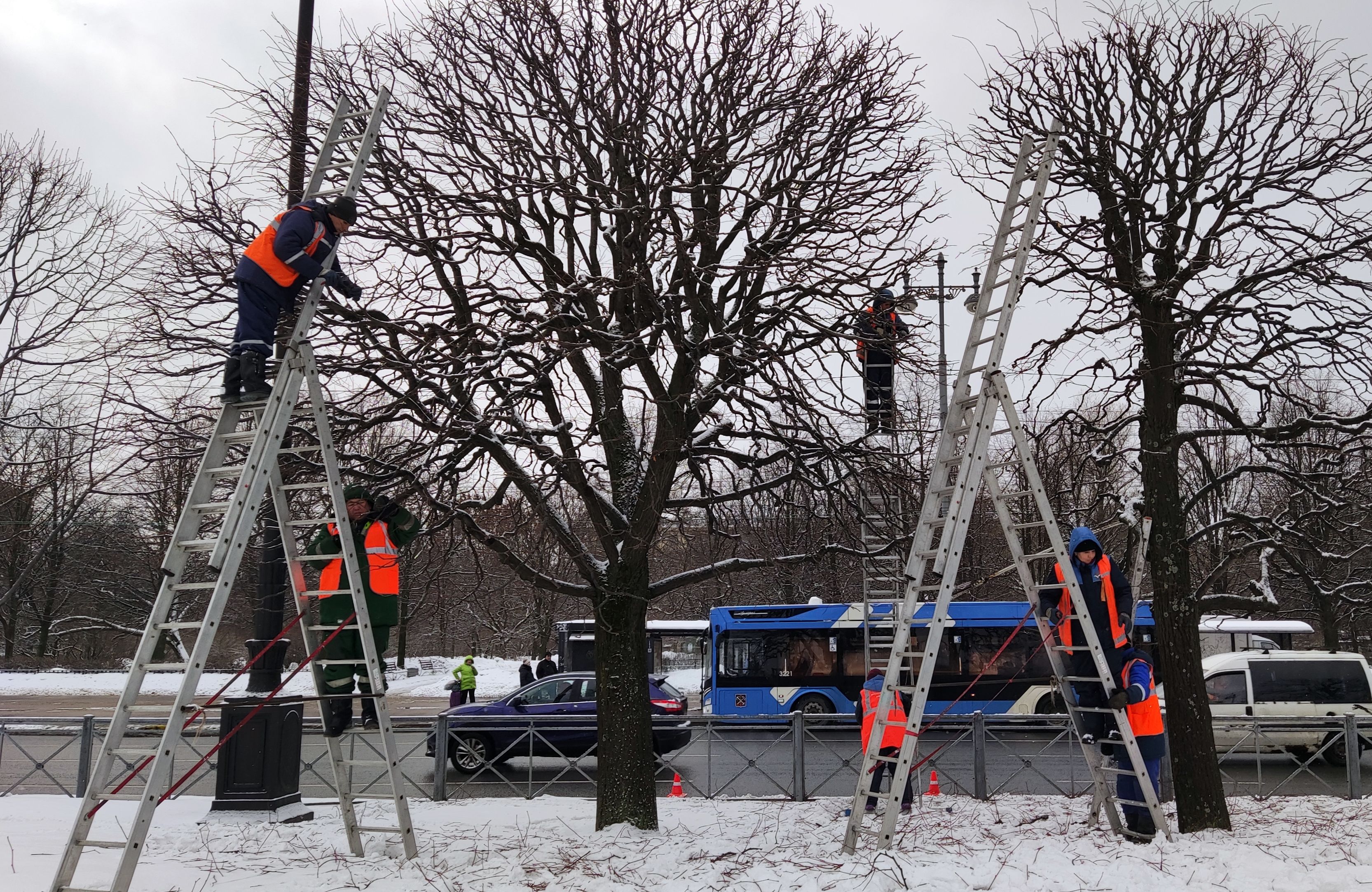 К весне в Петербурге подстригут полувековые липы напротив Дома советов