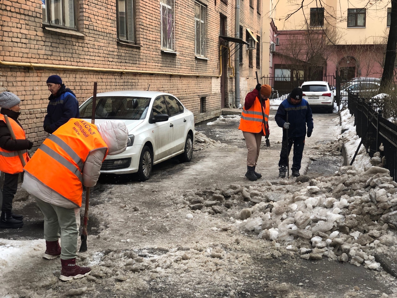 Жители Петербурга заметили зелёные почки на деревьях в середине февраля