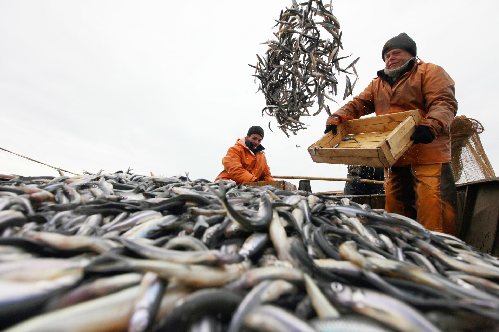 Канал промысел. Рыбопромышленный комплекс Калининград. Рыбная промышленность европейского севера. Промысел рыбы. Добыча рыбы.