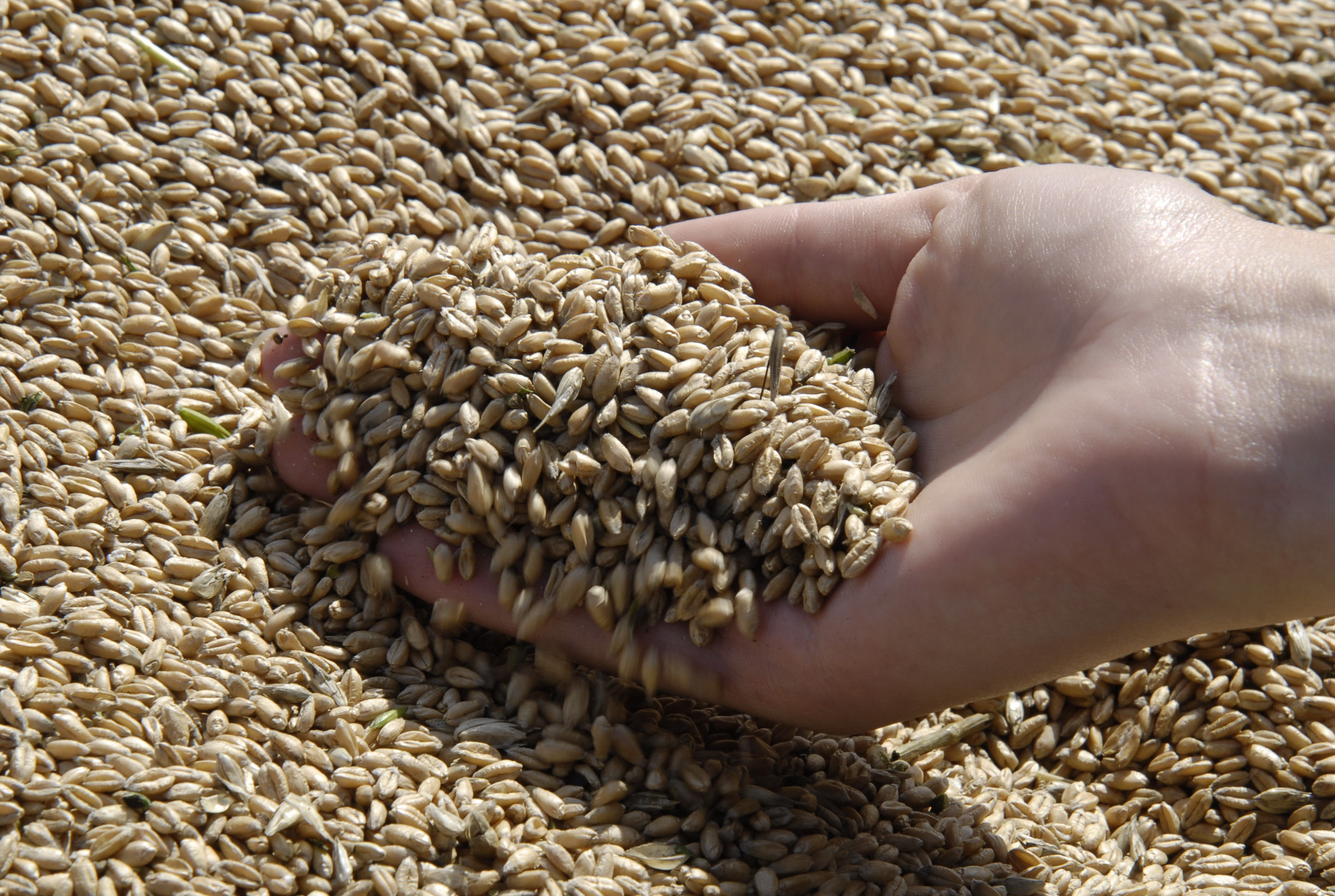 Закупка фуражного зерна. Рынок пшеницы. Зерновой рынок. Фуражное зерно. Зерновые интервенции.