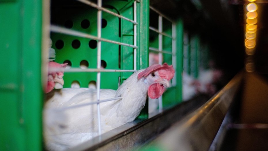 Производители мяса просят изменить закон о разведении птиц на дачах