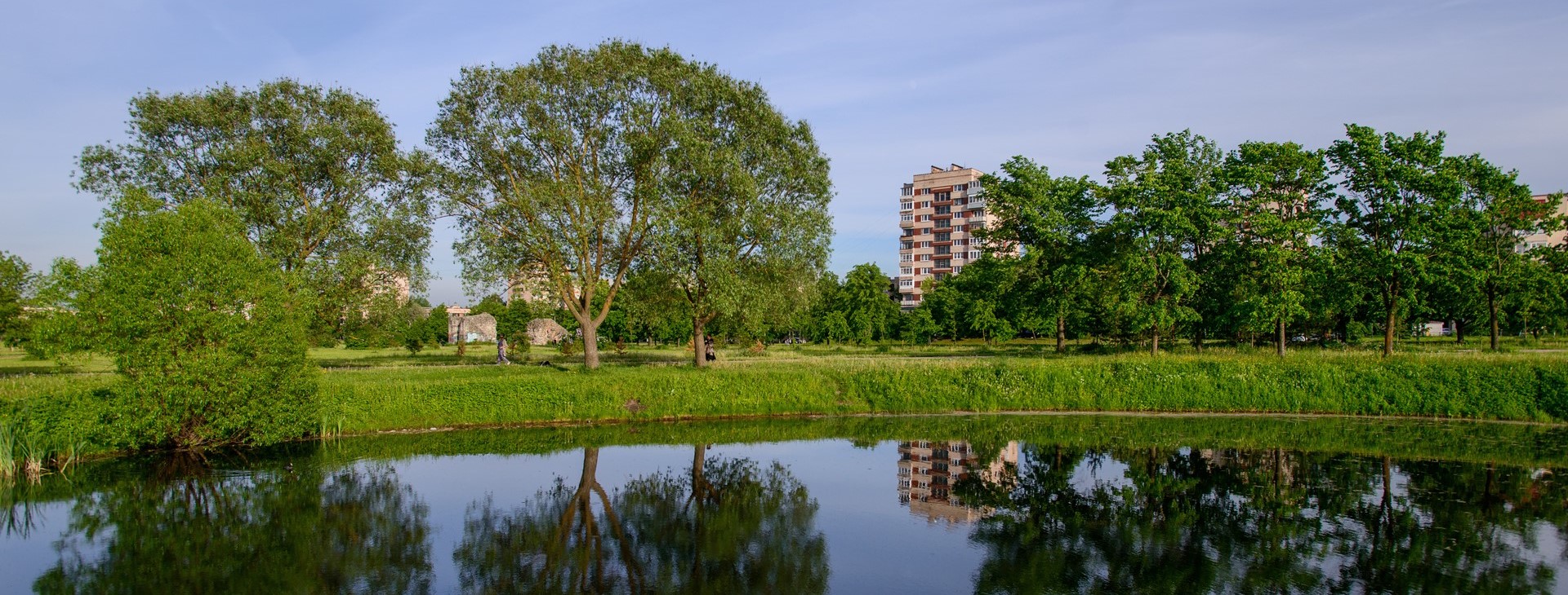 Зелёные наваждения: в Петербурге хватает деревьев только на бумаге