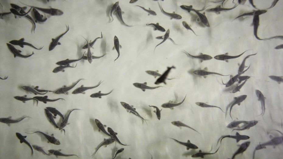 Россия. Ленинградская область. Гатчинский район. Акваферма КФХ Антона Алексеева.