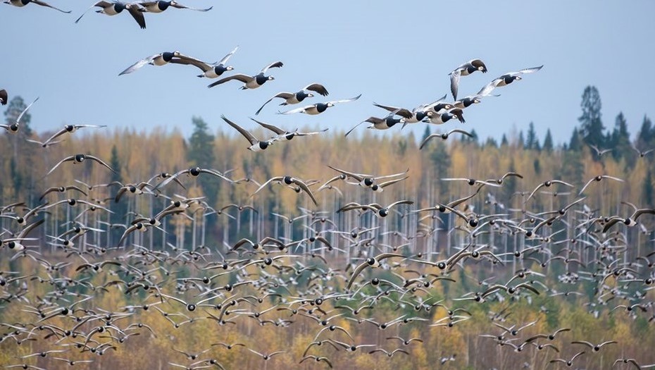 Белолобые гуси стали настоящей бедой в Финляндии.
