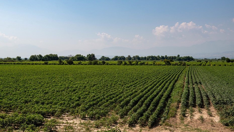 Сельскохозяйственные угодья. Иллюстрация.