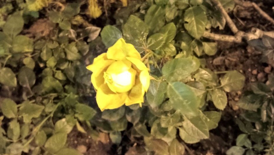 В Петербурге 2 декабря распустились розы 