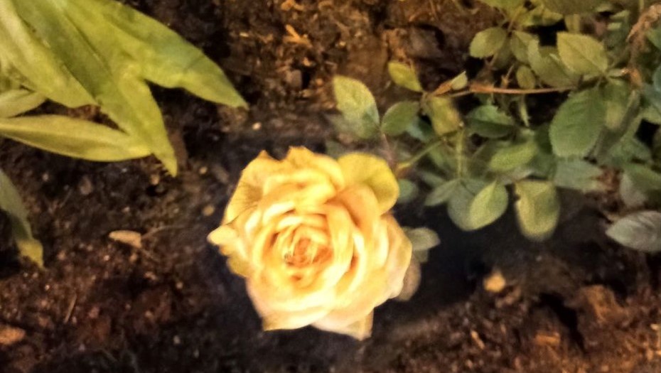 Первая декада декабря в Петербурге будет тёплой