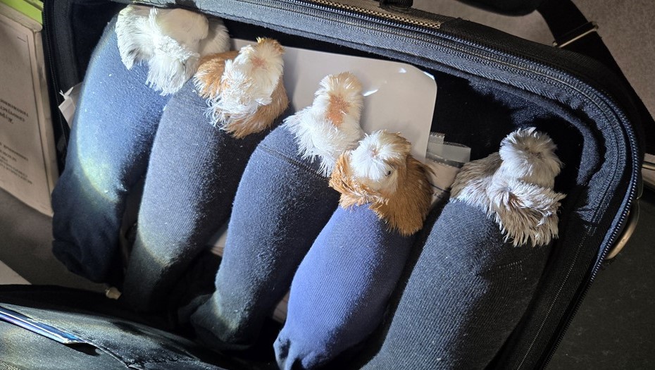 Мужчина перевозил голубей в носках через российско-латвийскую границу. Мужчина перевозил голубей в носках через российско-латвийскую границу.