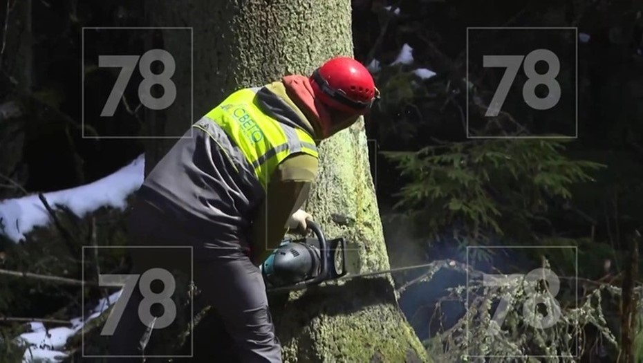 В Копорском лесничестве срубили новогоднюю ель для Петербурга В Копорском лесничестве срубили новогоднюю ель для Петербурга