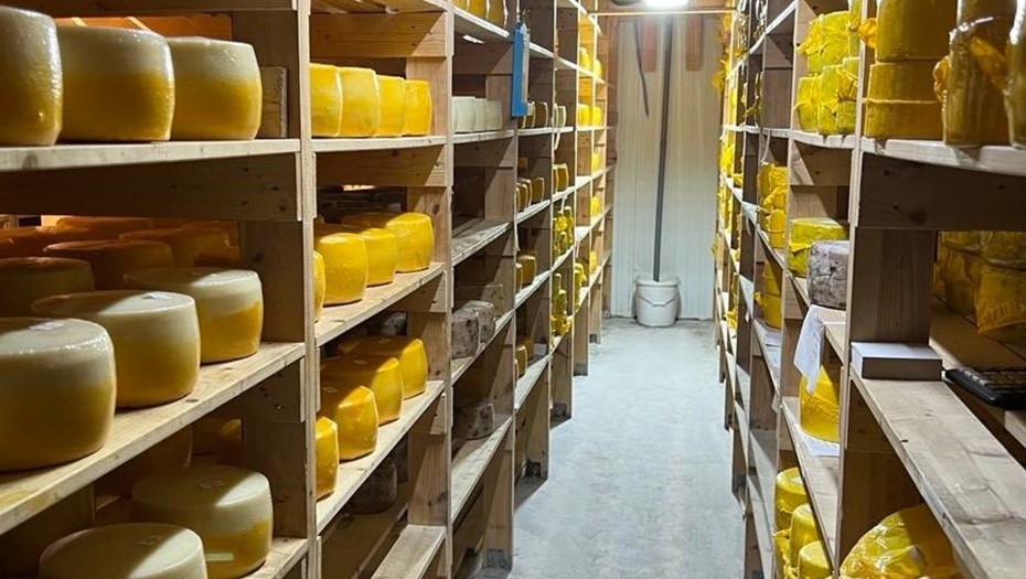 В Петербурге уничтожили 2 тонны сыров без маркировки