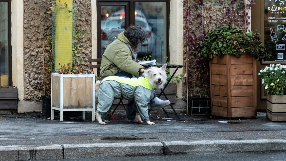 В Петербурге хотят увеличить штрафы за нападение собак В Петербурге хотят увеличить штрафы за нападение собак