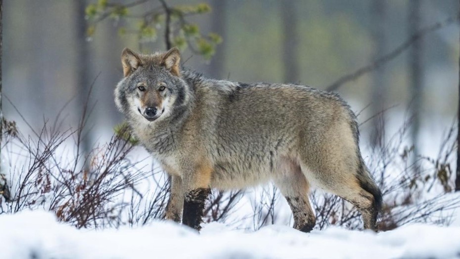 Волк в Финляндии.