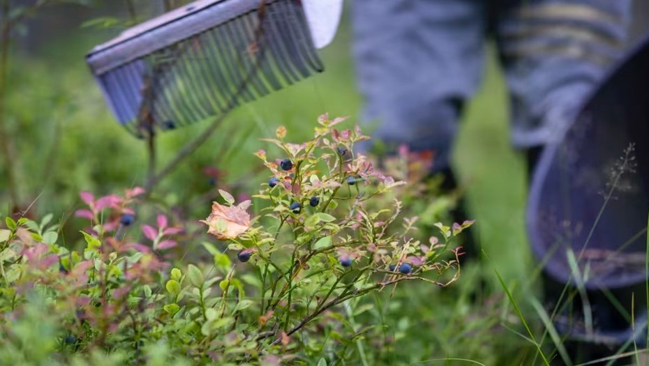 Сбор черники в Финляндии. Снимок с видео.