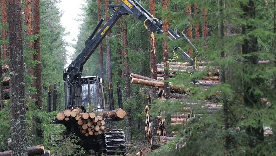 Заготовка леса.