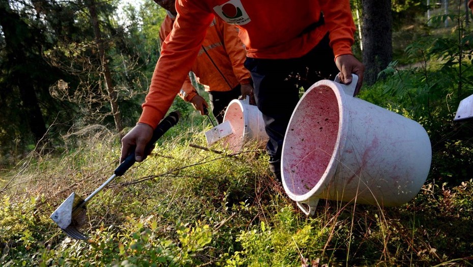 Сбор ягод в Финляндии.