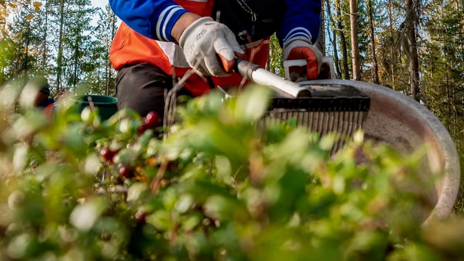 Сбор урожая диких ягод в лесах Финляндии. Снимок с видео.