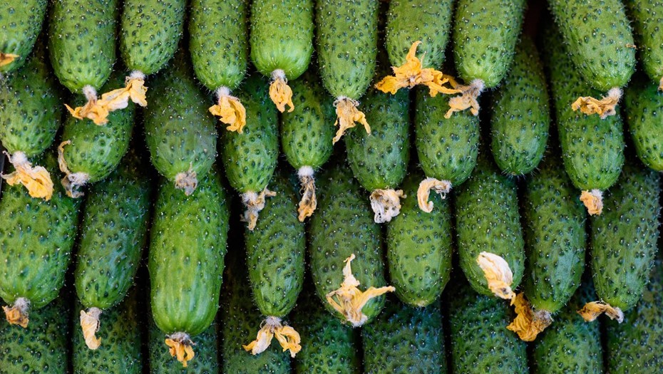 Цена на огурцы выросла на 111% за три месяца