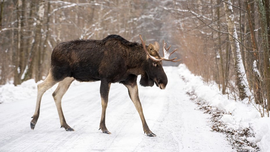 Гон у лосей начинается перед наступлением холодов