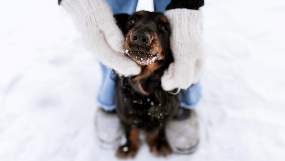 За неправильный выгул собак петербуржцев оштрафовали на сумму 115 тыс. рублей