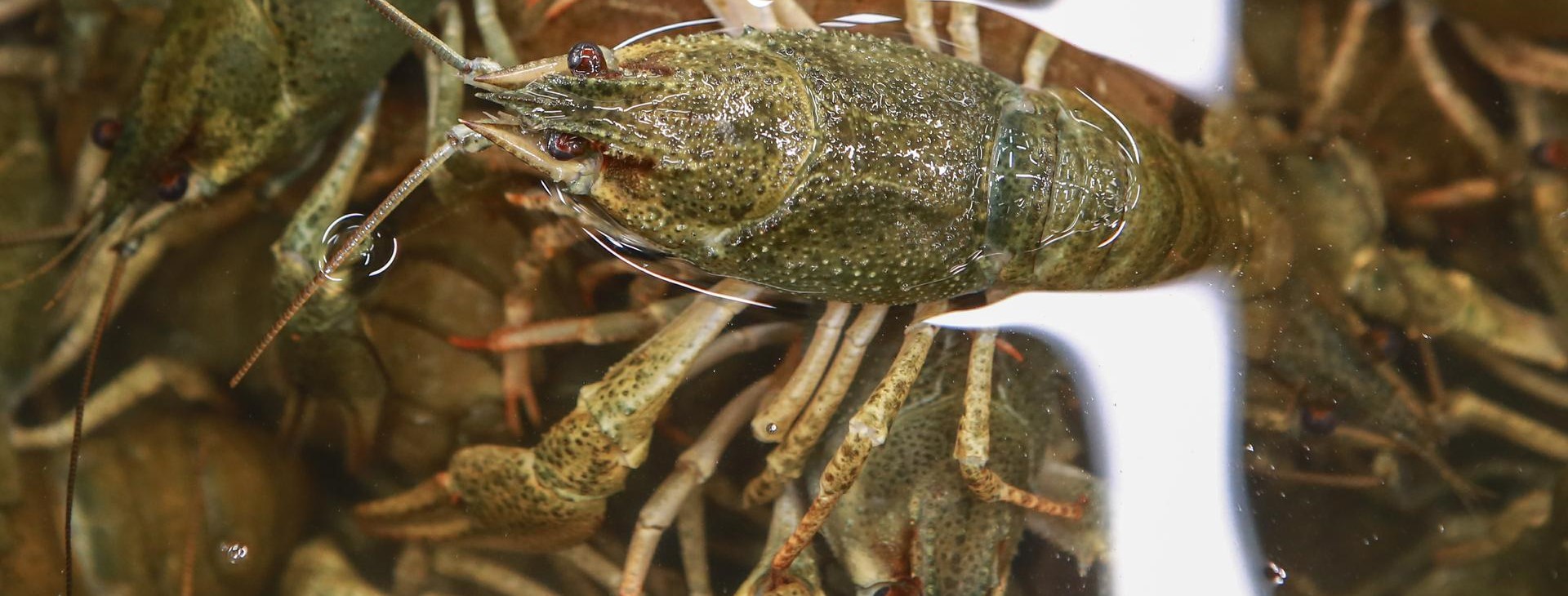 Фермеры Ленобласти займутся необычными направлениями и экспериментами