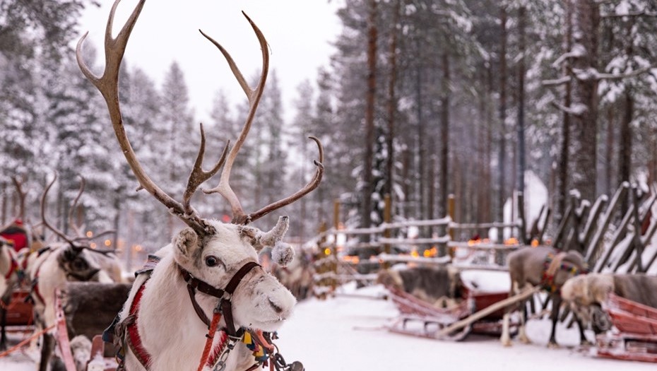 Северные олени в Лапландии, Финляндия.