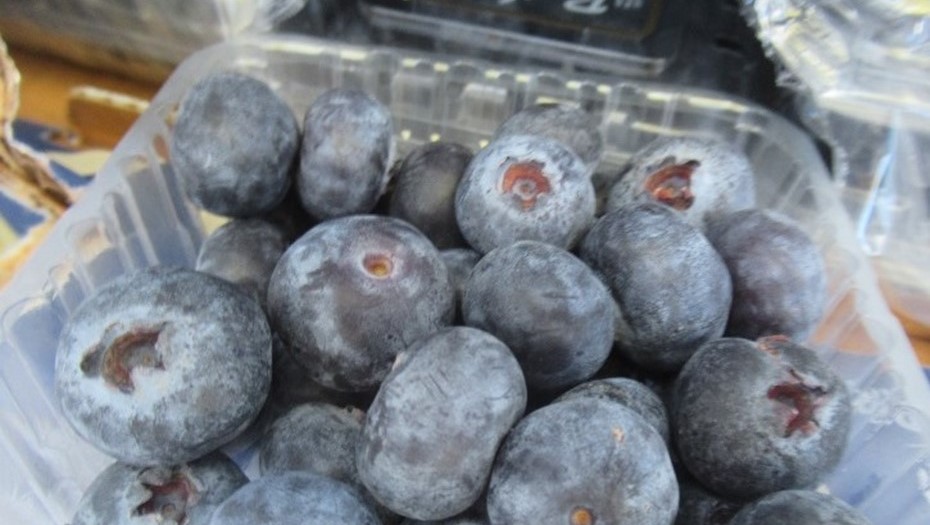 Более 13 тонн голубики запретили ко ввозу в Петербург из-за найденных вредителей