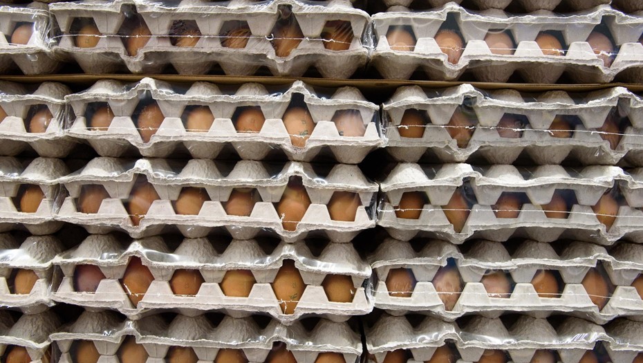 Птицефабрика из Ленобласти установила рекорд по суточному производству яиц