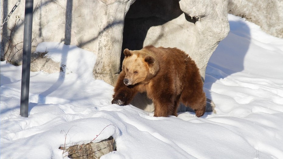 Медведи в зоопарке Коркеасаари в Хельсинки, Финляндия.