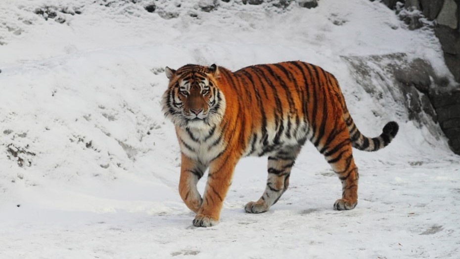 Тигр Амадей из Ленинградского зоопарка умер из-за сердечно-сосудистой недостаточности