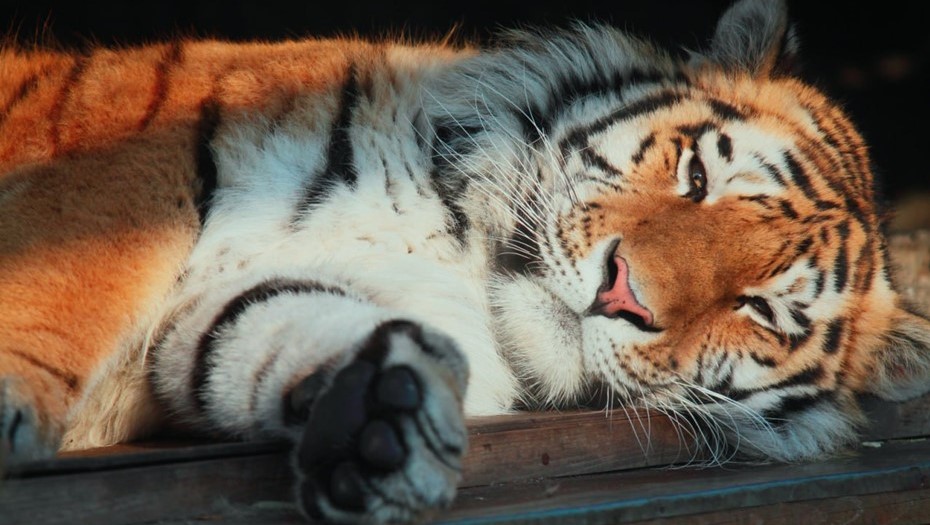 Тигр Амадей 