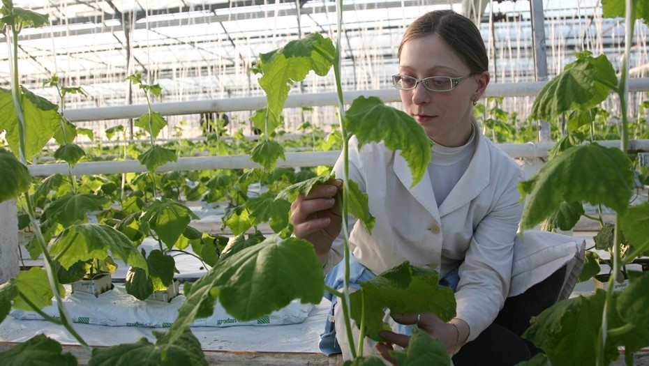 Выращивание овощей в закрытом грунте требует серьезных вложений в электроснабжение и инфраструктуру Выращивание овощей в закрытом грунте требует серьезных вложений в электроснабжение и инфраструктуру