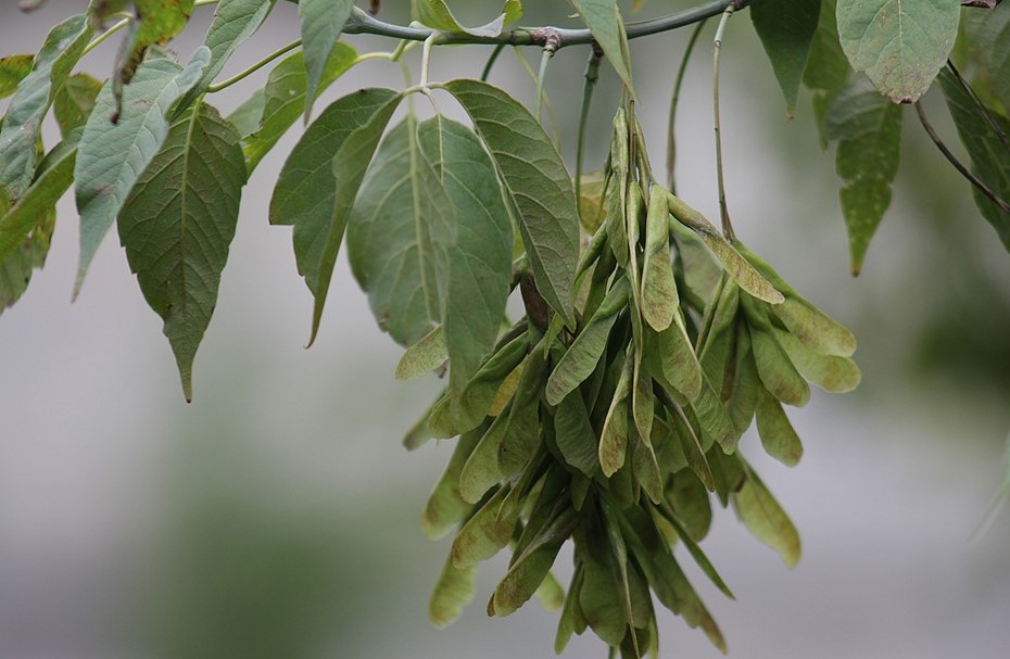 Листья совсем не похожи на канадский флаг 