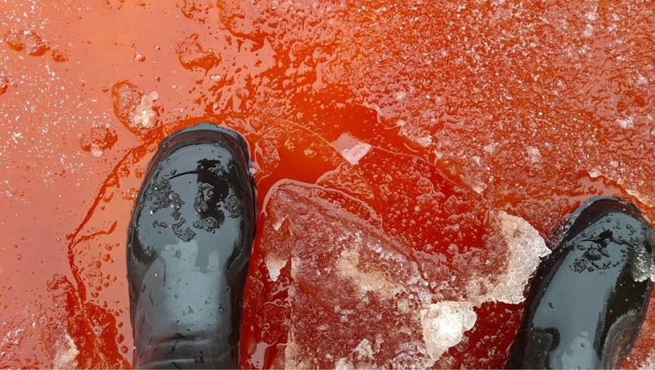 Лёд Финского залива у берегов Финляндии окрасился в красный цвет.