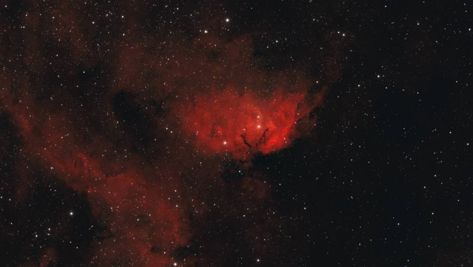 Nуманность Тюльпан 