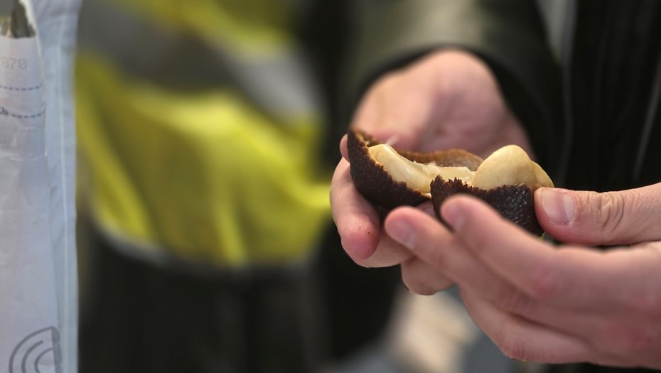 В Петербурге таможенники проверили 1,2 тонны экзотического "змеиного фрукта"