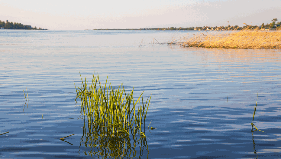 В Ленобласти появилась охранная зона памятника природы "Нижневолховский"