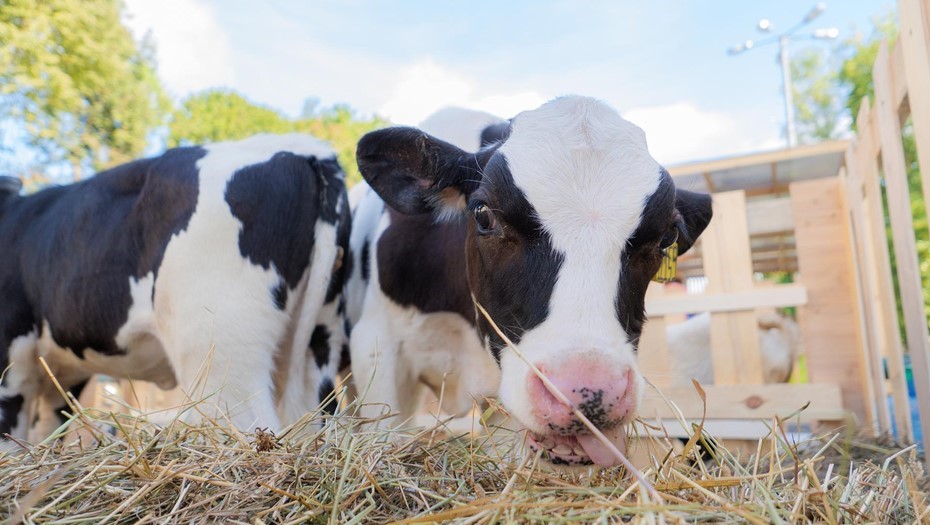 Эстонские фермеры сокращают поголовье коров из-за банкротства крупного сырного завода.