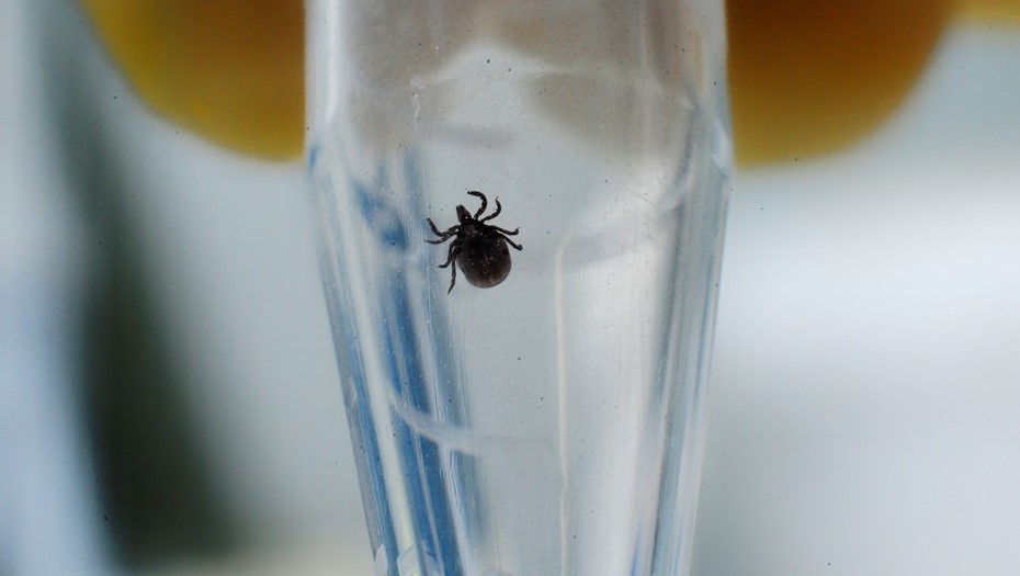 Исследование клеща в лаборатории.