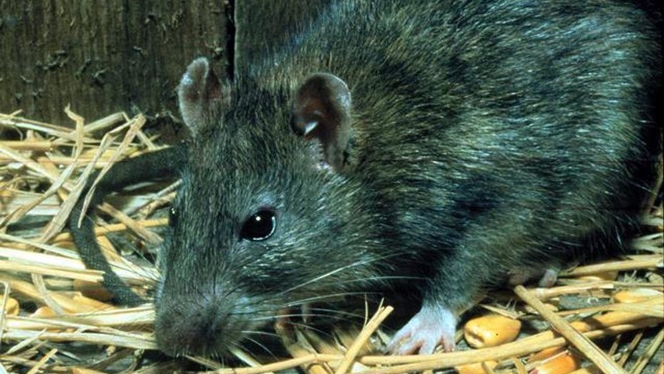 Город Тампере в Финляндии переживает нашествие крыс.