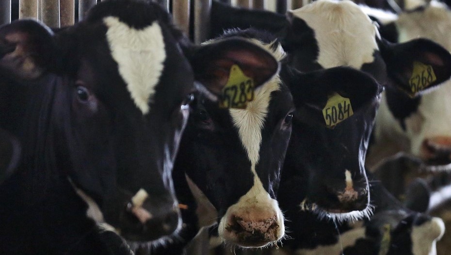 Казахстан ограничил импорт животных и кормов из РФ на фоне эпидемии в Сибири