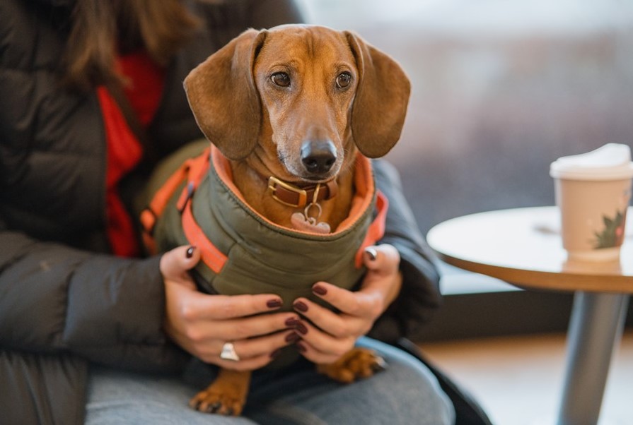 Многие городские заведения стали лояльными для посетителей с питомцами