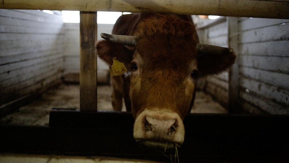 В Новосибирской области завершили изъятие заражённого скота у крупных хозяйств В Новосибирской области завершили изъятие заражённого скота у крупных хозяйств