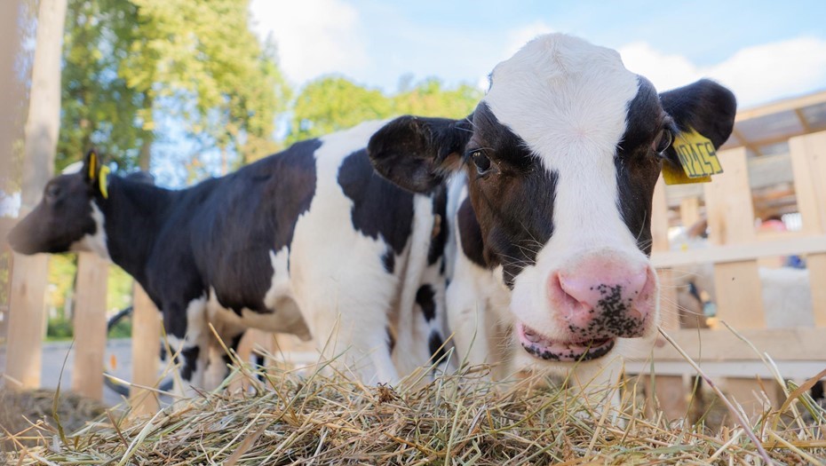 В Россельхознадзоре заявили о завершении борьбы с пастереллёзом в ближайшие дни В Россельхознадзоре заявили о завершении борьбы с пастереллёзом в ближайшие дни