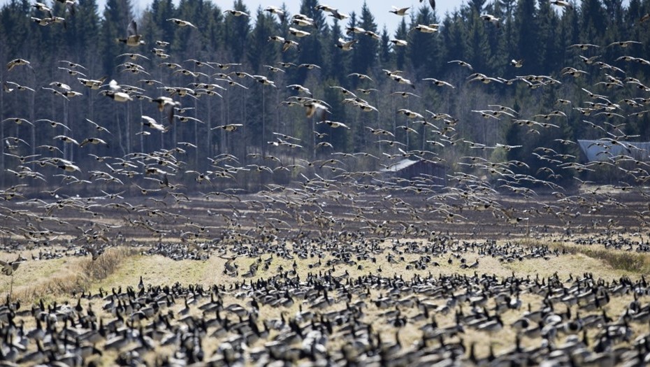 Белолобые гуси в Финляндии.