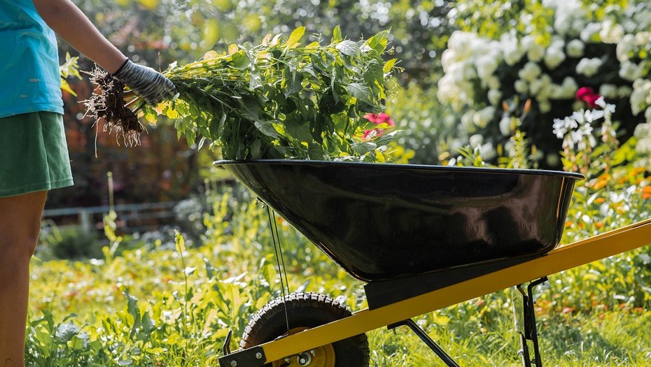 Спрос на товары для сада и огорода вырос в Ленобласти с приходом тепла