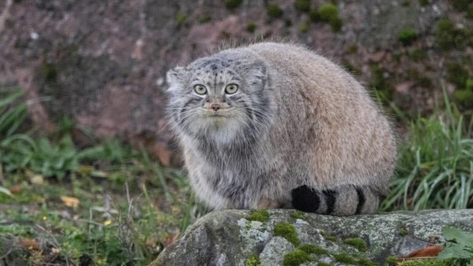 Манул из зоопарка Коркеасаари. Хельсинки, Финляндия.