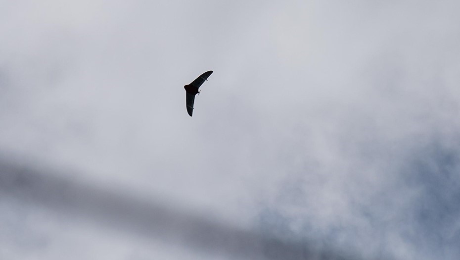 Губернатор Ленобласти назвал сложной обстановку с БПЛА в регионе